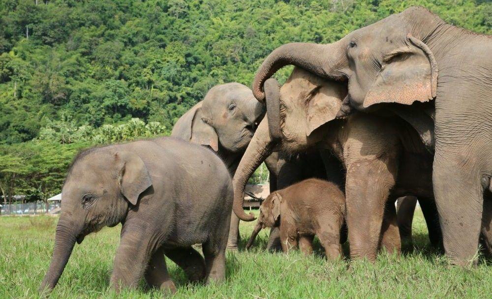 Destino Elephant Nature Park 