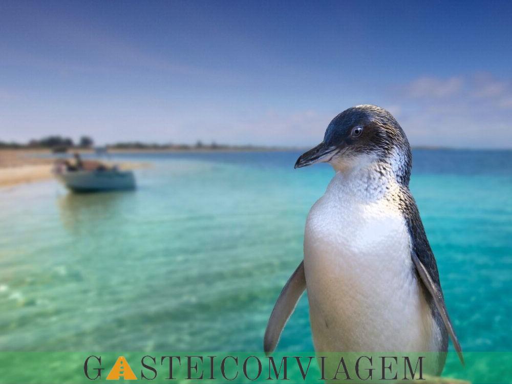 Destino Penguin Island